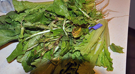 餐厨烂菜叶子好色TV下载